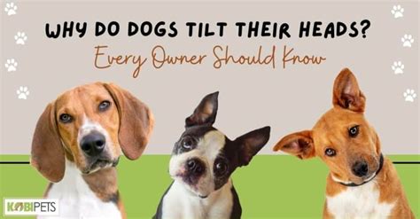 Why Do Dogs Tilt Their Heads Every Owner Should Know Kobi Pets