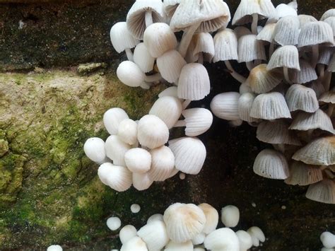 Free Images Nature Biology Fungus Mushrooms Agaricus Oyster