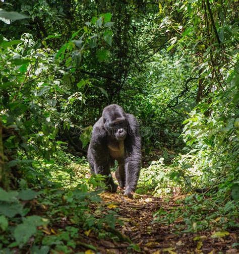 Mountain Gorillas In The Rainforest Uganda Bwindi Impenetrable Forest