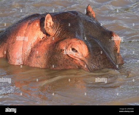 Hippo Eye Close Hi Res Stock Photography And Images Alamy