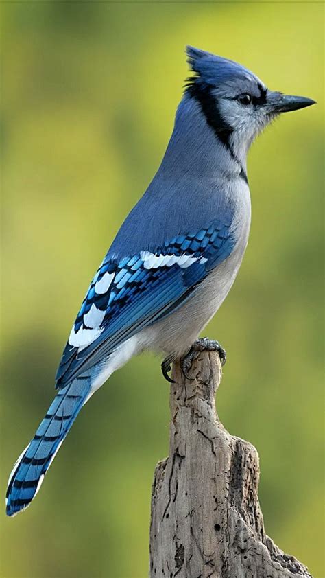 Yet as striking as blue jays are, it's difficult to tell female blue jays apart from male blue jays. The North American Blue Jay | Pretty birds, Beautiful ...