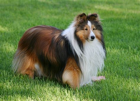 20 Long Haired Dog Breeds Purewow