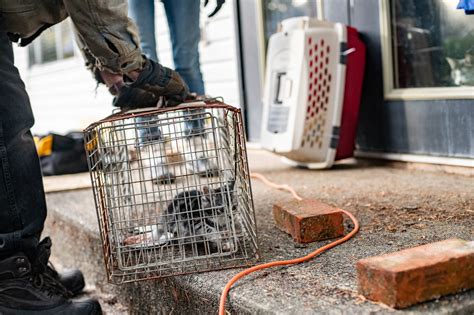 The organization is run by louise holton barnes and has an annual revenue of $2,668,066. VIDEO: Nearly 60 feral cats caught in one B.C ...