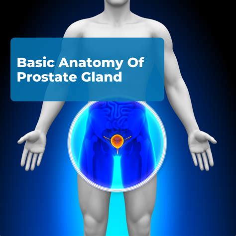 Normal Anatomy Of The Prostate Using Integrated Endorectal Pelvic