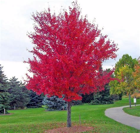 25 Siberian Maple Tree Acer Ginnala Seeds Red Leaves
