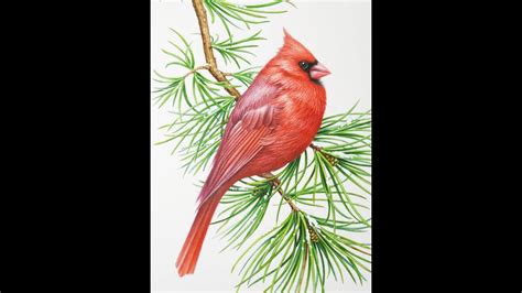 Follow along with me as i draw this beautiful bird. Watercolor Cardinal - YouTube