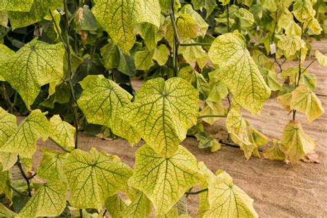 Cucumber Leaves Turning Yellow 5 Causes And Their Solutions