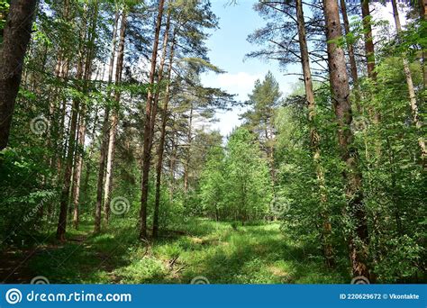 Slender Rows Of Trees In An Alley In A Pine Forest Green Grass Stock