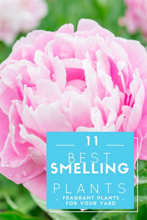 11 Best Smelling Plants For Your Yard Most Fragrant Plants Fragrant