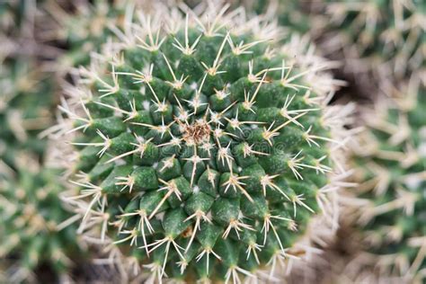 Green Cactus Close Up Close Up Tropical Cacti Plant Pastel Color