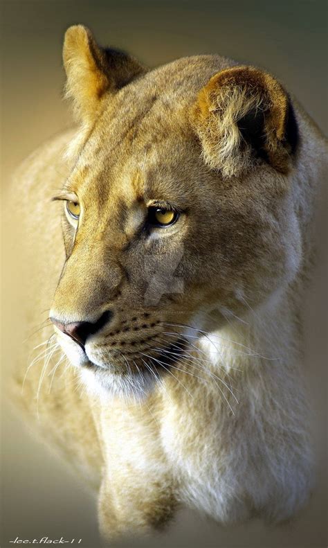 Lioness By Photoflacky On Deviantart Female Feline Power And Dignity