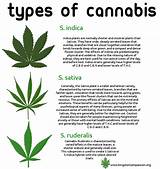 Photos of What Are The 2 Types Of Marijuana
