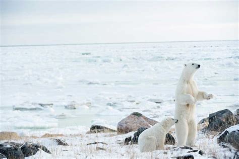 Alone Among The Polar Bears Churchill Wild Polar Bear Tours