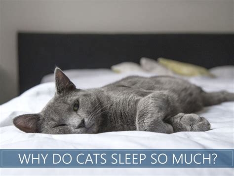 35 How Many Hours A Day Do Kittens Sleep  See More Ideas About