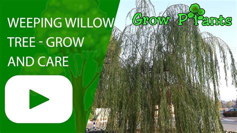 Weeping Willow Tree Grow And Care Youtube