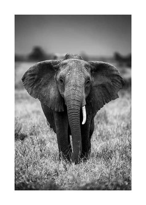 A comical nurse practitioner who treats his patients in an unconventional way, is challenged by a tough and stubborn patient, but is determined to show him the bright side, even when the end is so close. Elephant on the Savanna Affiche