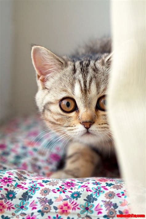 Peek I See You Cute Cats Hq Pictures Of Cute Cats And Kittens Free