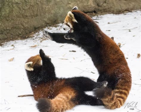 Usually Solitary Red Panda Cubs Amaze Zoo Crowd With