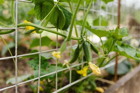 Growing Cucumbers Vertically All The Top Tips