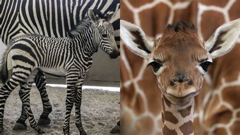 Dallas Zoo Welcomes Baby Giraffe Zebra Born Days Apart Nbc 5 Dallas