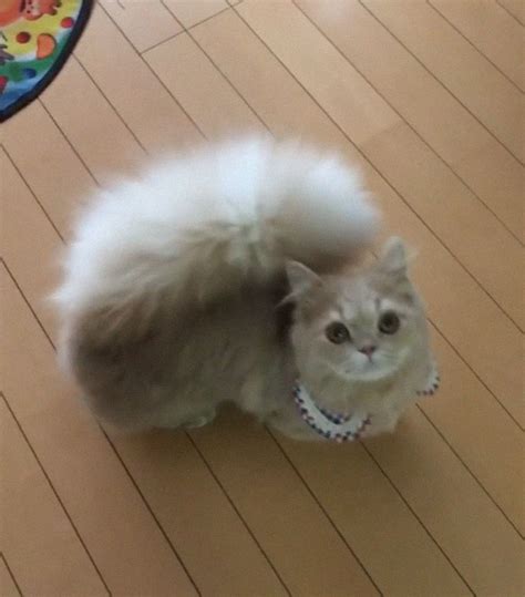 Meet Bell The Cat With A Majestic Fluffy Tail Just Like A Squirrel