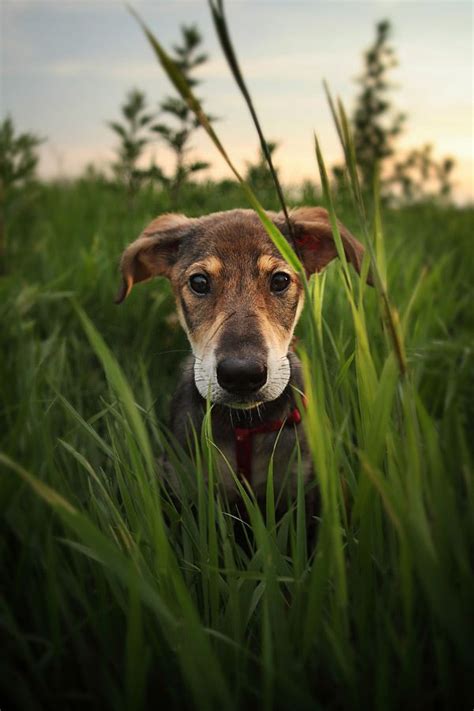 Перевод слова cute, американское и британское произношение, транскрипция, словосочетания, однокоренные слова, примеры использования. cute dog profile pictures - Dog Breeders Guide