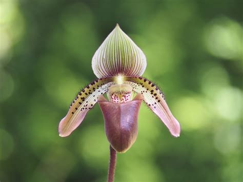 Paphiopedilum Ciliolare Orchid Plant Care And Culture Travaldo S Blog