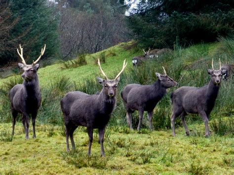 Sika Deer Gortin Glens Forest Park © Kenneth Allen Geograph Ireland