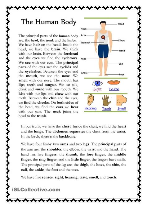Worksheets On The Human Body
