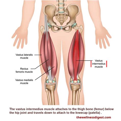 Vastus Intermedius Muscle Quadriceps Thigh And Knee Pain The