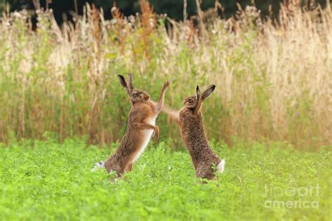 Mad Wild Hares Boxing And Fighting In Norfolk Uk Photograph By Simon