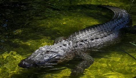 1 Dead After Alligator Dragged Unwary Individual Into South Carolina