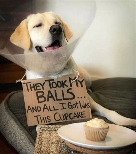 Funny Dog Dog Meme 18 Funny Dog Memes That Will Make You Lol