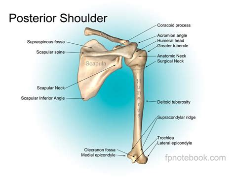 You'll feel a stretch across your upper back and shoulders. Shoulder Anatomy