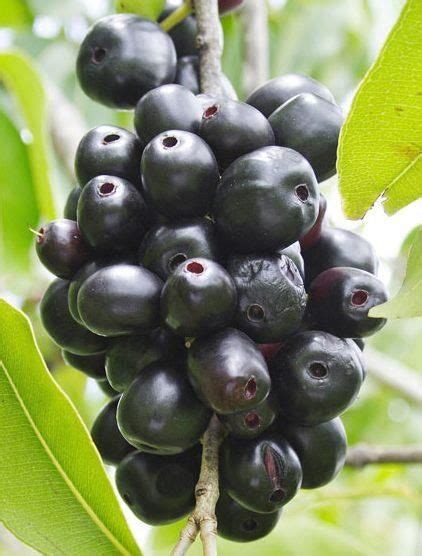 Pin Di Ram Haridas Su Guyana Fruits