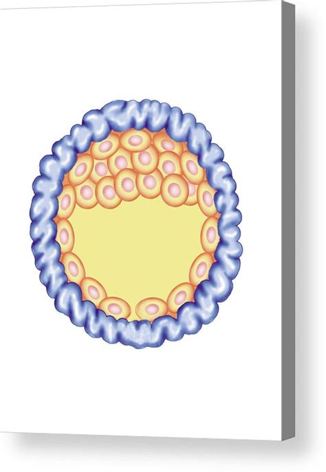 Blastocyst Formation Acrylic Print By Asklepios Medical Atlas Pixels