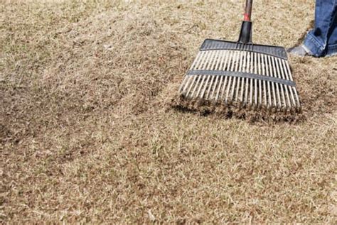 What Is Dethatching And How To Dethatch Your Lawn Ultimate Backyard