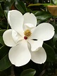 Magnolia grandiflora - Southern Magnolia | World of Flowering Plants