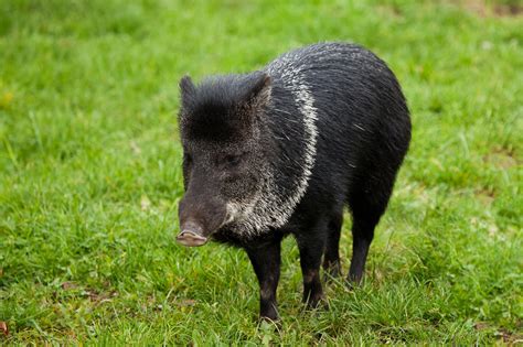 Collared Peccary Wildlife Info And Photos The Wildlife