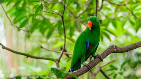 Green Parrot On The Tree Branch In Green Leaves Background