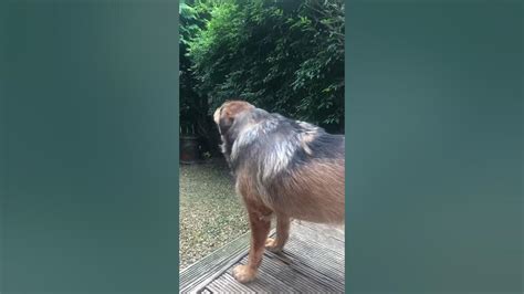 Tibetan Mastiff Barking At Nothing Again Youtube