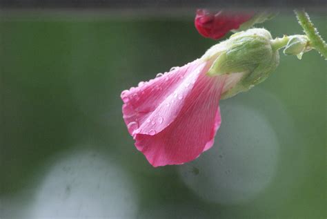 Pink Holly Cover With Rain Drops Birds And Blooms