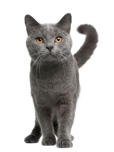 The Chartreux Has Large Gold Eyes And A Smiling Face Chartreux Cat