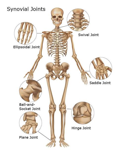 For example, you might more. Organs of Skeletal System and Their Functions | Анатомия ...