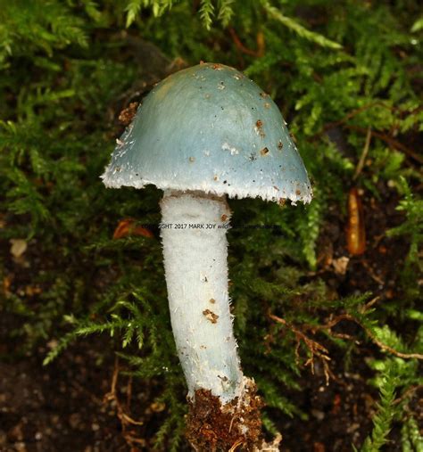 Stropharia Caerulea Stropharia Cyanea Blue Roundhead Bacton Woods 2511