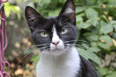 Black And White Cats 11 Fascinating Facts About These Dapper Felines