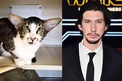 Adam Driver looks just like this cat, according to the Internet (Photos ...