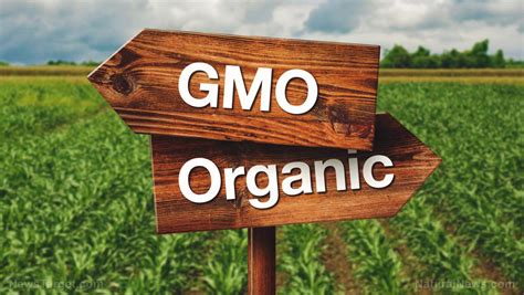 Gmos Are Harmful Should Be Avoided At All Costs Study