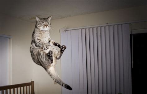 Cat Falling 32 Pictures Funny Cat