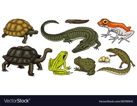 Crocodile And Turtle Reptiles And Amphibians Set Vector Image